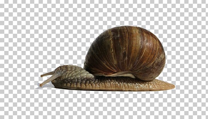 Orthogastropoda Snail Insect PNG, Clipart, Animal, Animals, Baby Crawling, Crawl, Crawling Baby Free PNG Download