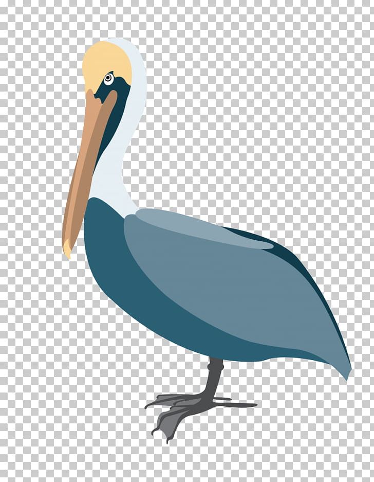 Pelican Graphics Portable Network Graphics PNG, Clipart, Beak, Bird ...