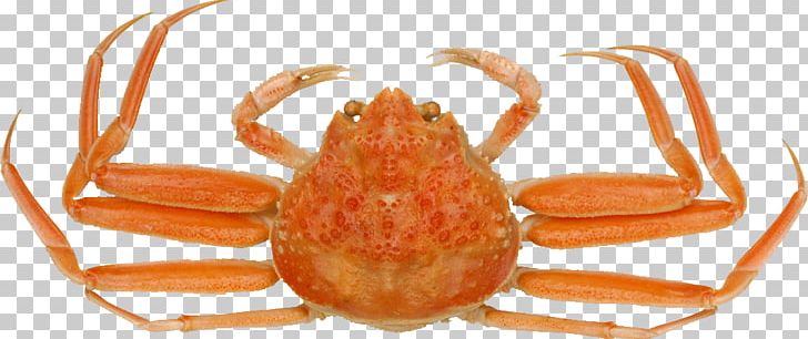 Snow Crab Red King Crab Food Chinese Mitten Crab PNG, Clipart, Animals, Animal Source Foods, Autumn, Carapace, Cartoon Crab Free PNG Download