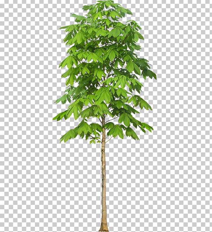 Stock Photography Tree PNG, Clipart, Branch, Flowerpot, Houseplant, Image Resolution, Photography Free PNG Download