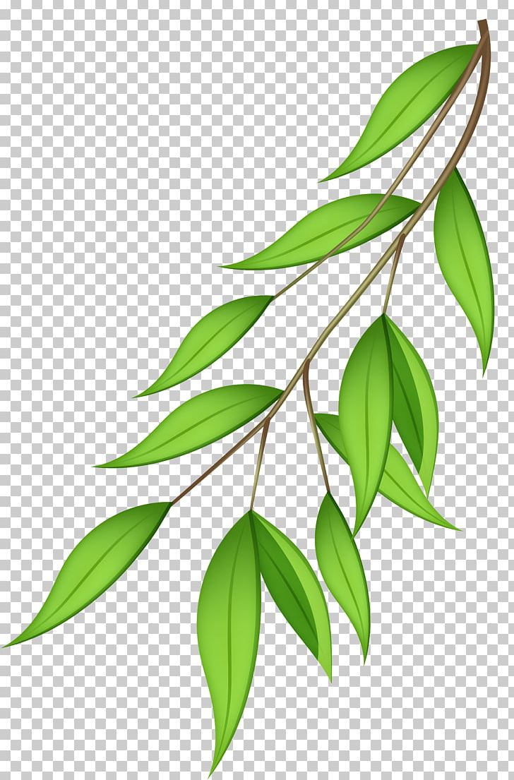 Branch Tree PNG, Clipart, Blog, Branch, Free Content, Green Branch Cliparts, Leaf Free PNG Download