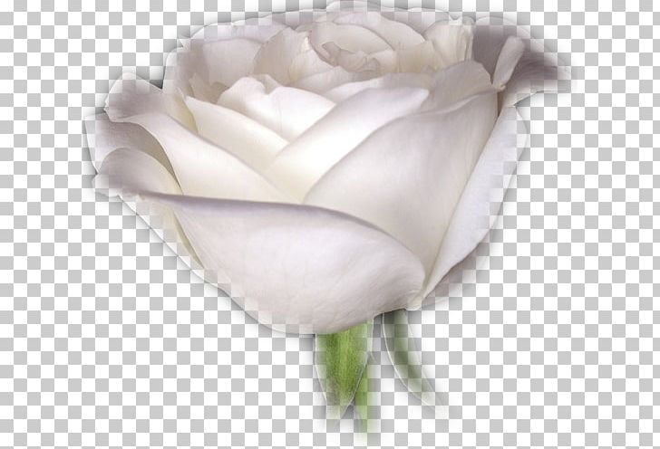 Garden Roses Centifolia Roses Cut Flowers White PNG, Clipart, Centifolia Roses, Cut Flowers, Flower, Flower Bouquet, Flowering Plant Free PNG Download
