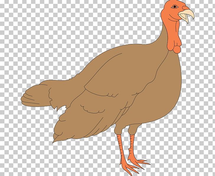 Black Turkey Turkey Meat Chicken PNG, Clipart, Animals, Beak, Bird, Black Turkey, Chicken Free PNG Download