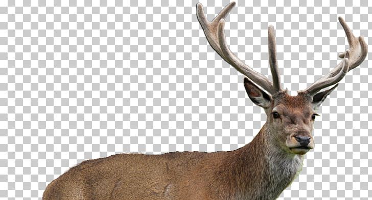 Elk White-tailed Deer DR Ultra Animal PNG, Clipart, Animal, Antelope, Antler, Deer, Deer Horn Free PNG Download