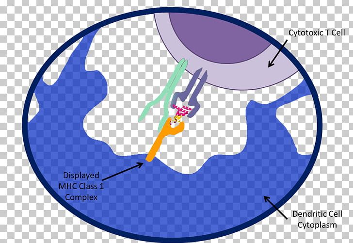 Epitope Major Histocompatibility Complex MHC Class I Antigen Cytotoxic T Cell PNG, Clipart, Antigen, Area, Cancer, Cell, Circle Free PNG Download