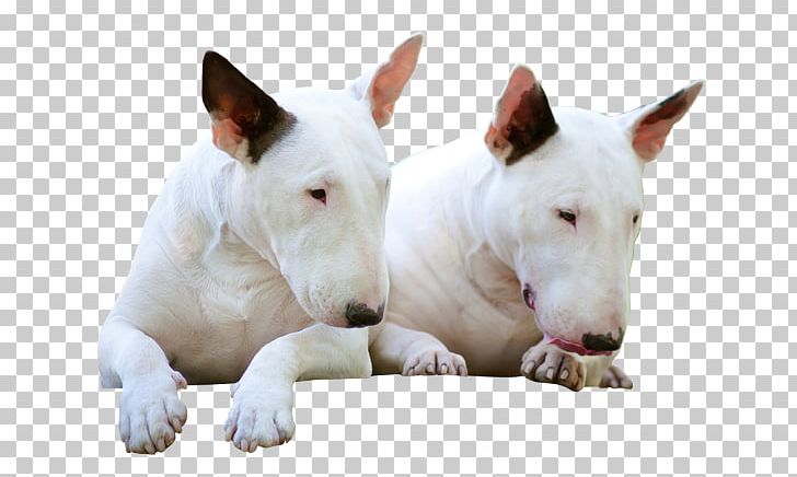 Miniature Bull Terrier Bull And Terrier Old English Terrier Bulldog PNG, Clipart, Animal, Breed, Bull And Terrier, Bulldog, Bull Terrier Free PNG Download