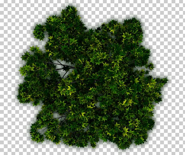 Tree Shrub Plant Evergreen PNG, Clipart, Biome, Border Vector, Computer Icons, Computer Software, Coniferous Free PNG Download
