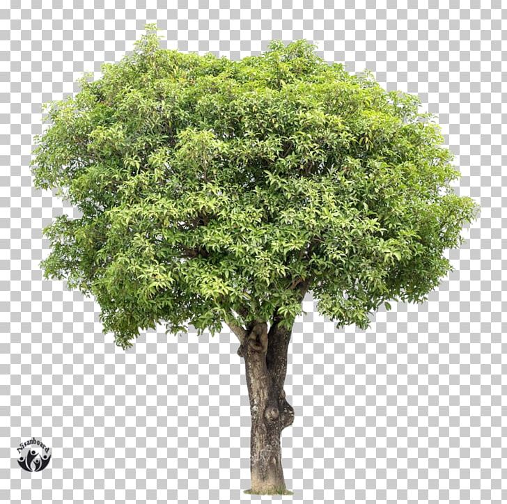 Tree Stock Photography Mangifera Indica Mango PNG, Clipart, Botany, Branch, Camphor Tree, Colour Copy Leeds, Deciduous Free PNG Download