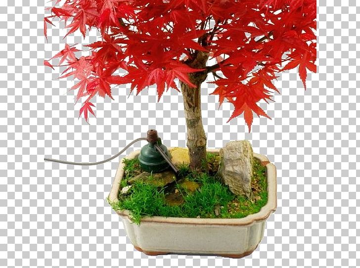 Bonsai Sensor Irrigation System Flowerpot PNG, Clipart, Bonsai, Ceramic, Counter, Dwg, Flowerpot Free PNG Download