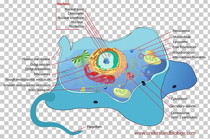 Cell Membrane Biology Eukaryote Cellular Respiration PNG, Clipart, Area, Biology, Cell, Cell Membrane, Cell Nucleus Free PNG Download