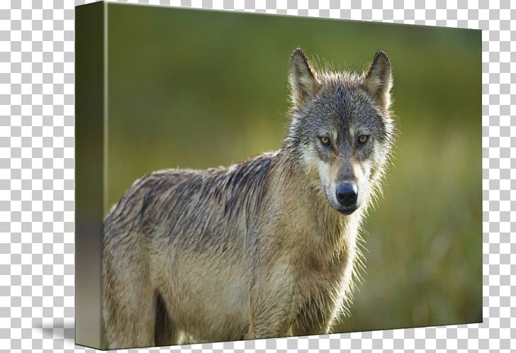 Gray Wolf Alamy Stock Photography PNG, Clipart, Alamy, Amber Pearl, Canada, Canis, Coyote Free PNG Download