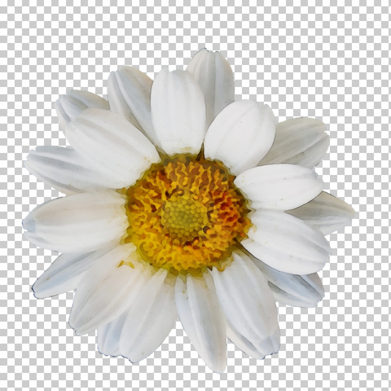 Artificial Flower PNG, Clipart, Annual Plant, Artificial Flower, Aster, Asterales, Camomile Free PNG Download