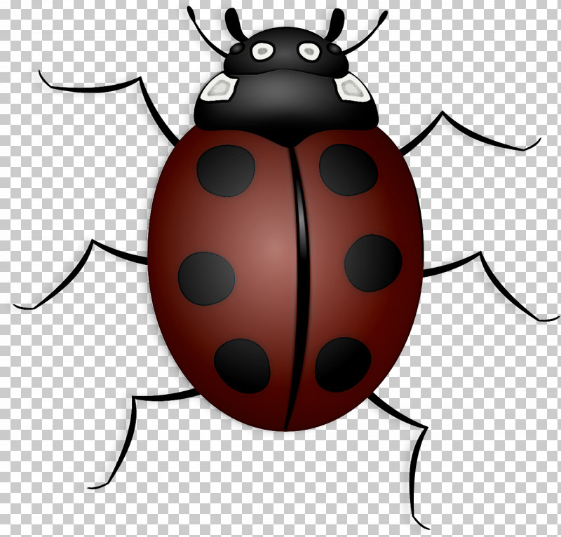 Beetles Ladybird Beetle Seven-spot Ladybird Scarlet Lily Beetle Brown Marmorated Stink Bug PNG, Clipart, Arthropod Leg, Beetles, Brown Marmorated Stink Bug, Flower Chafers, Insect Free PNG Download