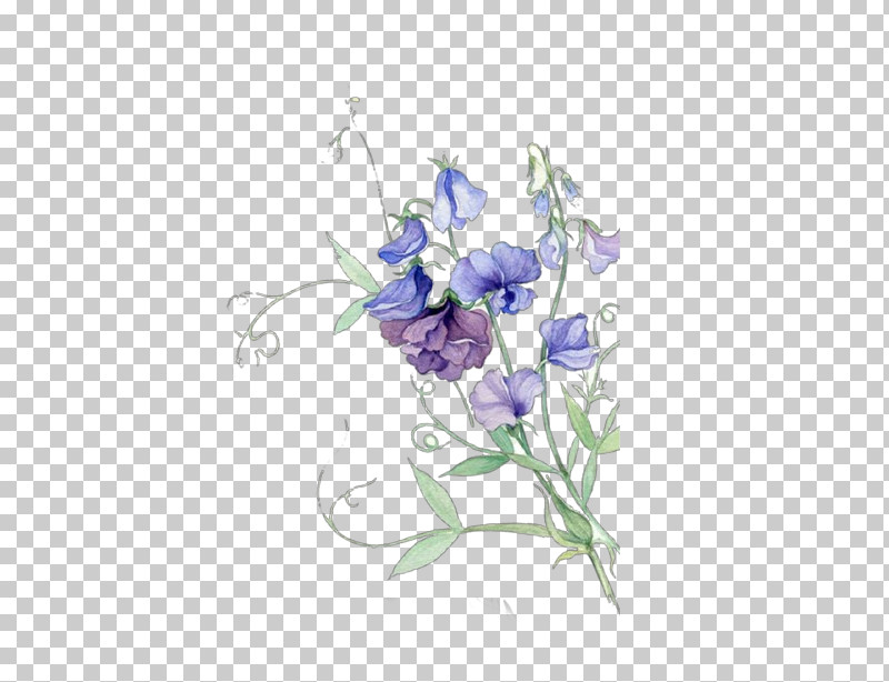 Flower Plant Violet Purple Sweet Pea PNG, Clipart, Bellflower, Bellflower Family, Flower, Harebell, Plant Free PNG Download