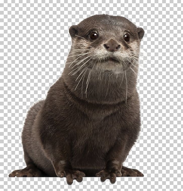 Asian Small-clawed Otter Eurasian Otter Sea Otter Stock Photography PNG, Clipart, Animals, Asian Smallclawed Otter, Carnivoran, Drawing, Fauna Free PNG Download