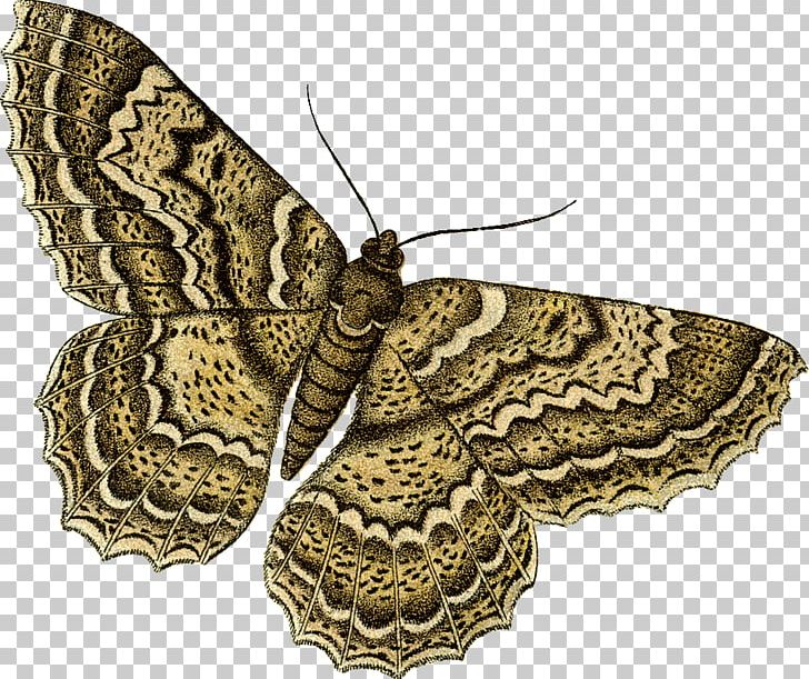 Brush-footed Butterflies Moth Insect Новый Калининград PNG, Clipart, Animals, Area, Arthropod, Brush Footed Butterfly, Butterflies And Moths Free PNG Download