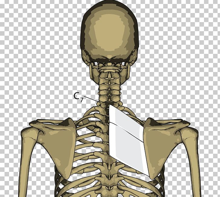 Rhomboid Muscles Rhomboid Major Muscle Skeleton Joint PNG, Clipart, Anatomi, Body, Fantasy, Human Skeleton, Internal Obturator Muscle Free PNG Download