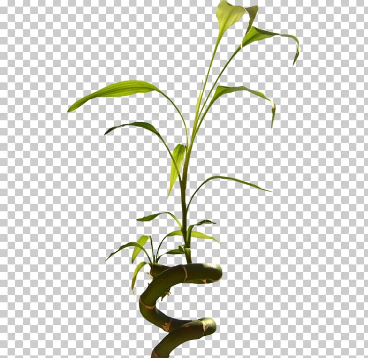 Flowerpot Microsoft Word February 9 Plant Stem PNG, Clipart, 2018, Aime, Bonheur, Branch, Branching Free PNG Download