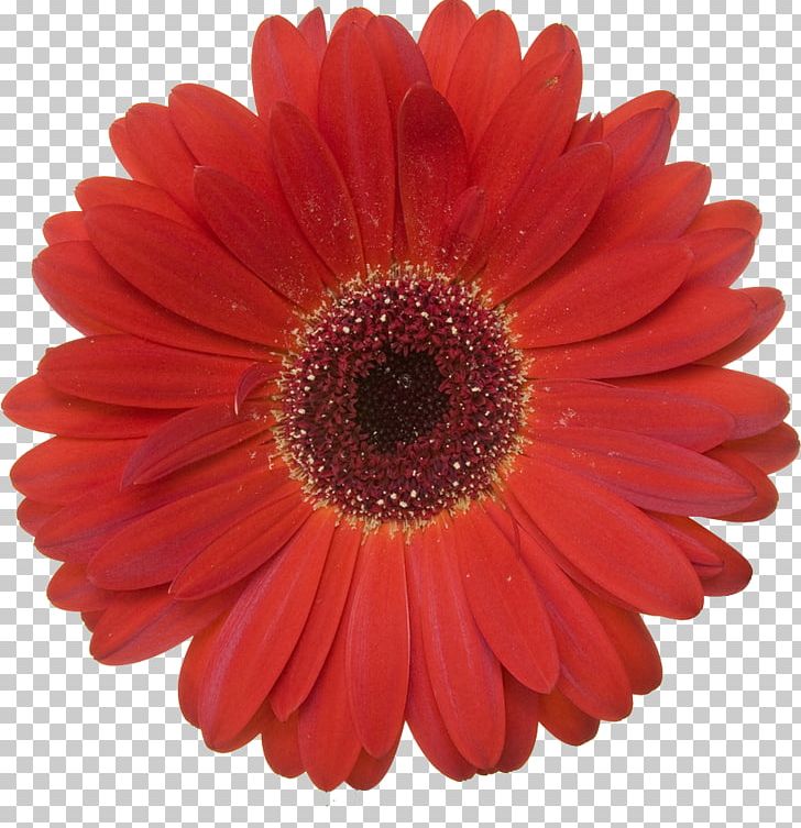 Transvaal Daisy Stock Photography Red PNG, Clipart, Banco De Imagens, Chrysanths, Cut Flowers, Daisy, Daisy Family Free PNG Download