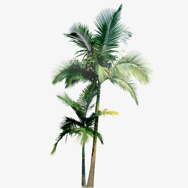 Coconut Tree PNG, Clipart, Coconut, Coconut Clipart, Coconut Clipart, Coconut Tree, Green Free PNG Download