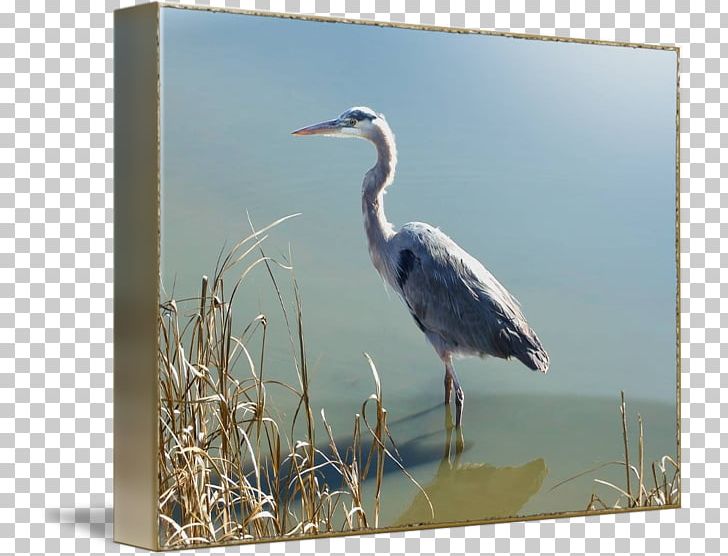 Crane Heron Water Bird Stork PNG, Clipart, Beak, Bird, Ciconiiformes, Crane, Crane Like Bird Free PNG Download
