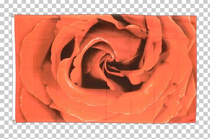Garden Roses Flag Close-up Petal PNG, Clipart, Centimeter, Closeup, Closeup, Flag, Flower Free PNG Download