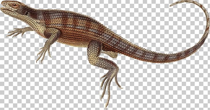 Lizard Open Graphics Free Content PNG, Clipart, Agama, Agamidae, Animal Figure, Animals, Drawing Free PNG Download