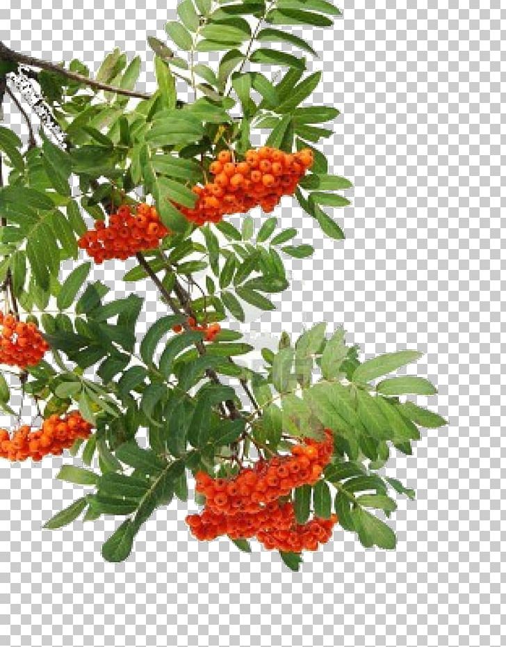 Rowan Sorbus Aucuparia Berry Tree Branch PNG, Clipart, Aronia Melanocarpa, Berry, Branch, Digital Image, Food Free PNG Download