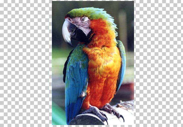 Welsh Hawking Centre Macaw Parakeet Lories And Lorikeets Tourist Attraction PNG, Clipart, Beak, Bird, Car, Car Park, Common Pet Parakeet Free PNG Download
