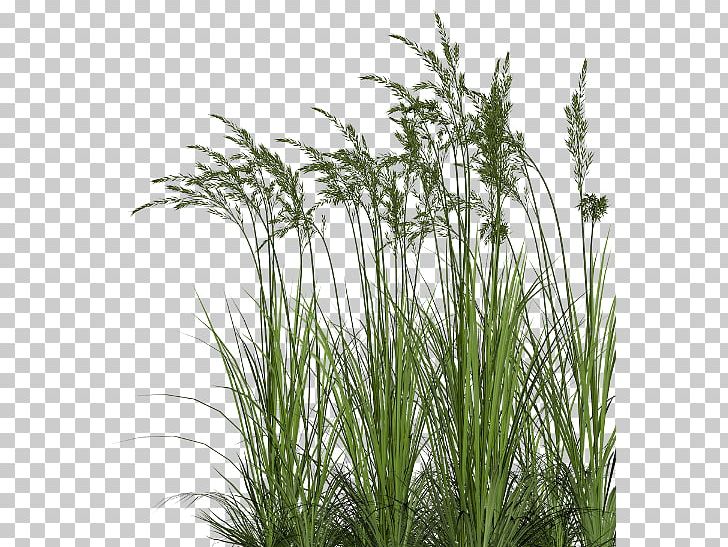 Centerblog Sweet Grass Prairie PNG, Clipart, Blog, Centerblog, Chrysopogon, Chrysopogon Zizanioides, Commodity Free PNG Download