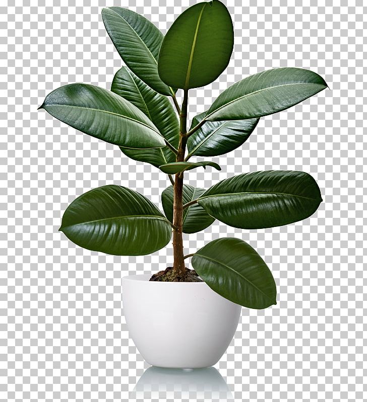 Rubber Fig Pará Rubber Tree Houseplant Natural Rubber PNG, Clipart, Cutting, Evergreen, Fig Trees, Flowerpot, Food Drinks Free PNG Download