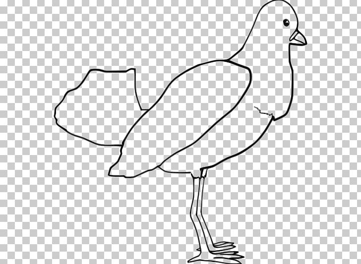 Bird Drawing PNG, Clipart, Animal, Area, Art, Artwork, Beak Free PNG Download
