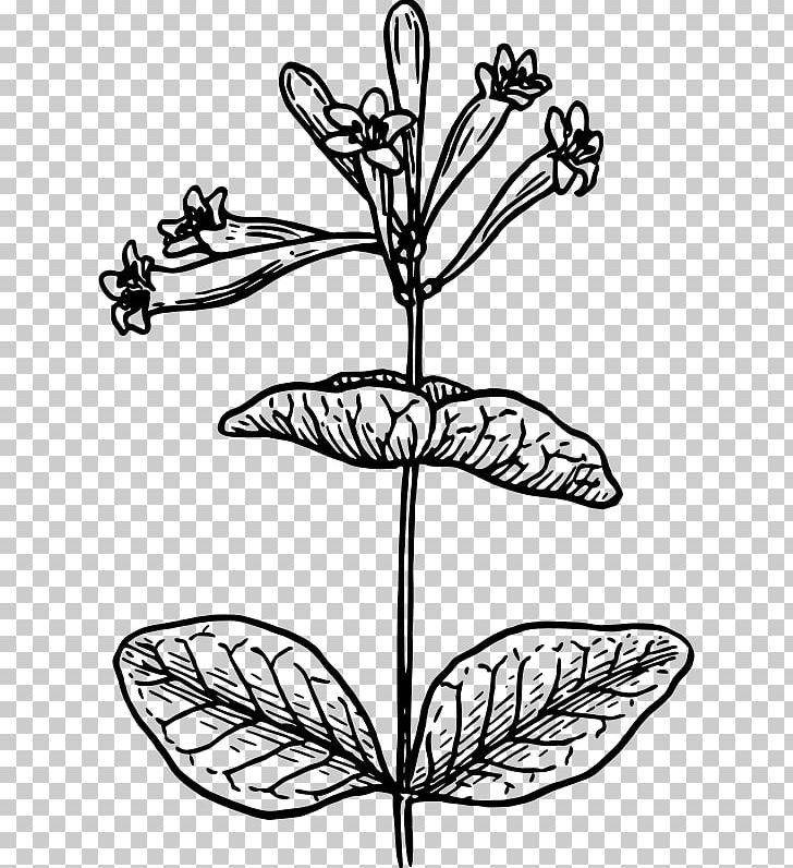 Black And White Drawing Lonicera Morrowii Flower PNG, Clipart, Art, Artwork, Black And White, Botanical Illustration, Botany Free PNG Download