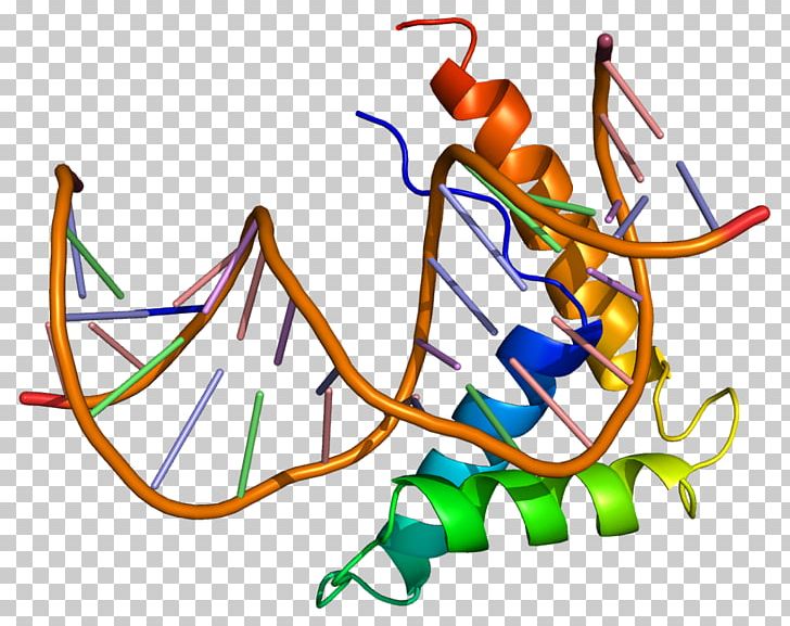 HMGB2 High-mobility Group Gene DNA Protein PNG, Clipart, Ad 2, Apoptotic Dna Fragmentation, Area, Artwork, Cytoplasmic Male Sterility Free PNG Download