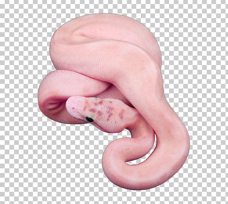 Snake Editing We Heart It PNG, Clipart, Aesthetics, Animals, Closeup, Color, Ear Free PNG Download