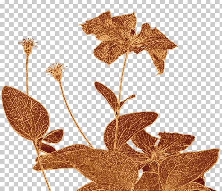 Wikimedia Commons Thumbnail PNG, Clipart, Branch, Clematis, Flower, Italy, Leaf Free PNG Download