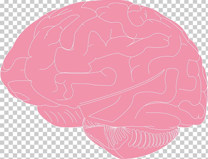 Brain PNG, Clipart, Art, Brain, Computer Icons, Diagram, Drawing Free PNG Download