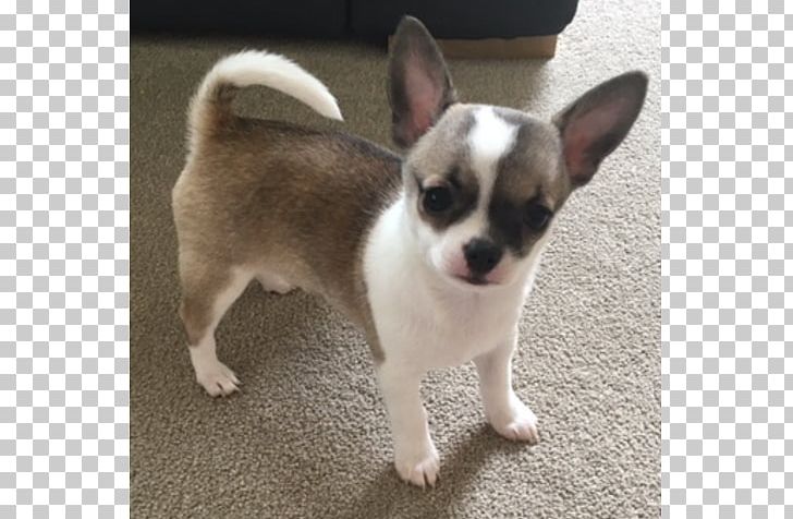 Corgi-Chihuahua Puppy Dog Breed Companion Dog PNG, Clipart, Animals, Beautiful, Breed, Breed Group Dog, Carnivoran Free PNG Download