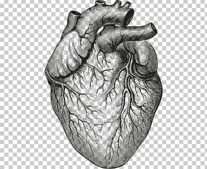 Heart Anatomy & Physiology II Organ Drawing PNG, Clipart, Amp, Anatomy, Anatomy Physiology Ii, Arm, Biology Free PNG Download