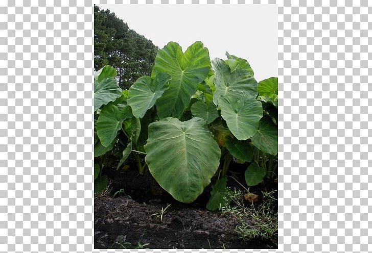 Leaf Taro Alocasia Elephant's Ears Plant Stem PNG, Clipart,  Free PNG Download