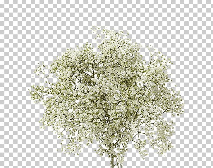 Baby's-breath Twig Plant Shrub MILLIONSTAR PNG, Clipart,  Free PNG Download