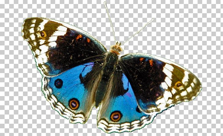 Brush-footed Butterflies Moth Butterfly Gossamer-winged Butterflies Tithonus Birdwing PNG, Clipart, Arthropod, Birdwing, Brush Footed Butterfly, Buckeyes, Butterfly Free PNG Download