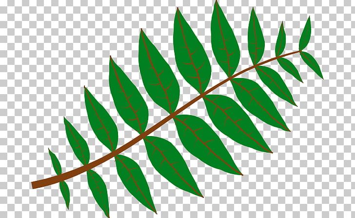 Leaf Plant Jungle Pinnation PNG, Clipart, Angle, Arecaceae, Branch, Flora, Grass Free PNG Download