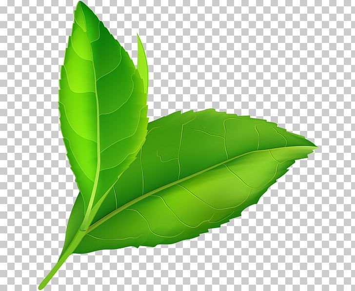 P.N.03 Leaf PNG, Clipart, Art Museum, Easter, Easter Egg, Flounder, Flower Free PNG Download