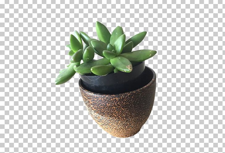 Plant Cactaceae Light Desktop PNG, Clipart, Animation, Blog, Cactaceae, Cactus, Desktop Wallpaper Free PNG Download