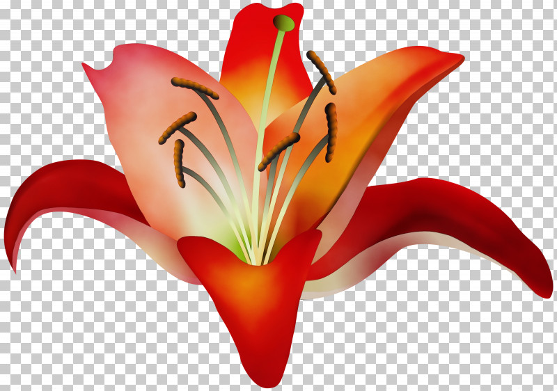 Orange PNG, Clipart, Amaryllis Belladonna, Daylily, Flower, Lily, Lily Family Free PNG Download
