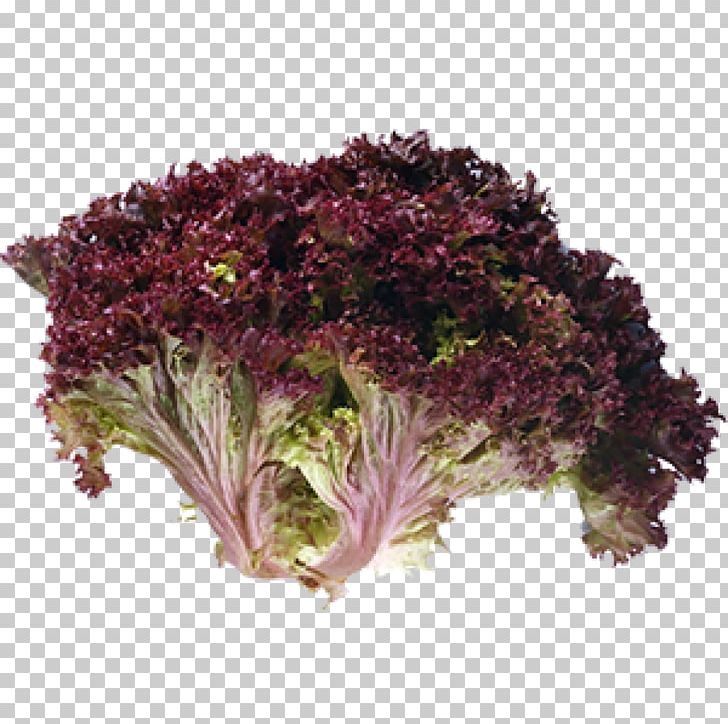 Red Leaf Lettuce Leaf Vegetable Endive PNG, Clipart, Butterhead Lettuce, Chicory, Cut Flowers, Endive, Food Free PNG Download