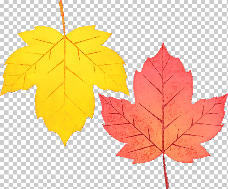 Maple Leaf PNG, Clipart, Biology, Leaf, Maple, Maple Leaf, Paint Free PNG Download
