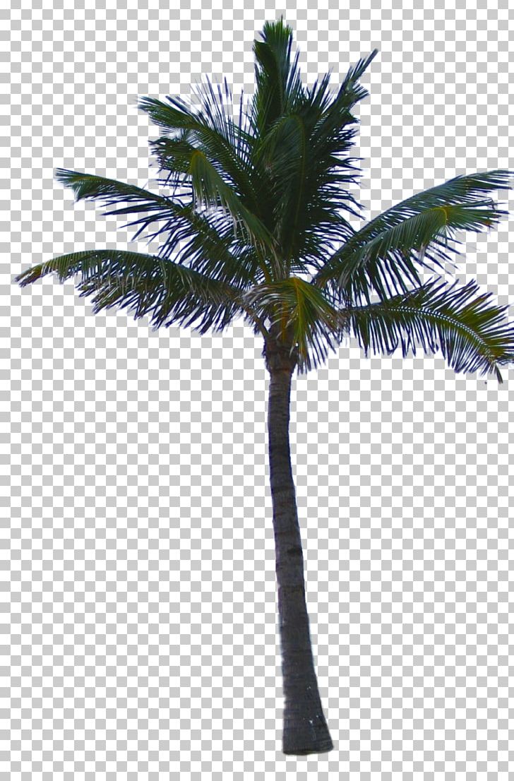 Asian Palmyra Palm Date Palm Coconut Arecaceae PNG, Clipart, Arecaceae, Arecales, Asian Palmyra Palm, Borassus Flabellifer, Coconut Free PNG Download