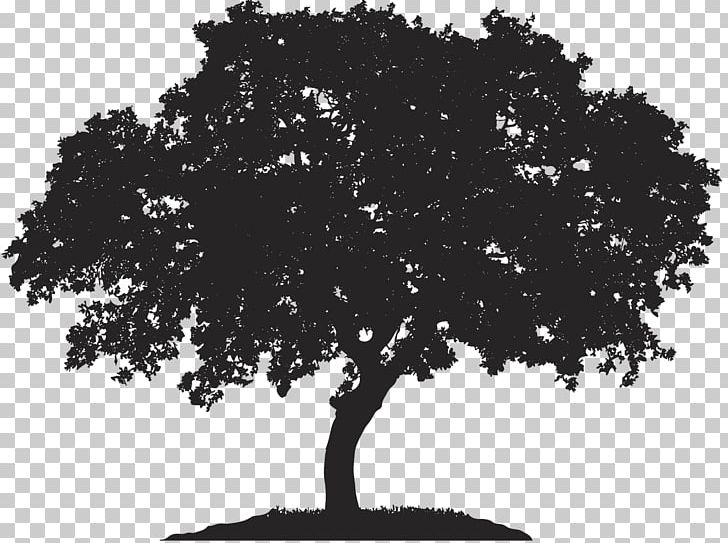 English Oak Tree Japanese Maple Quercus Berberidifolia PNG, Clipart, Birch, Black And White, Branch, Broadleaved Tree, Elm Tree Free PNG Download